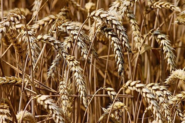 2023年2月麦麸价格多少钱一斤 近日麦麸价格是多少